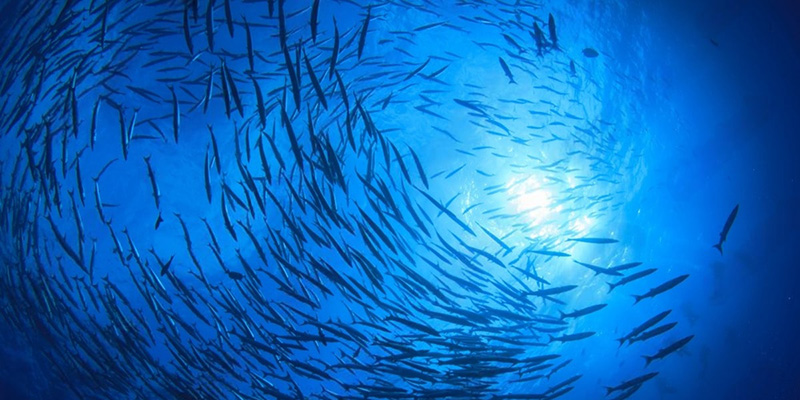 Marine fish are responding to climate change by relocating towards the poles