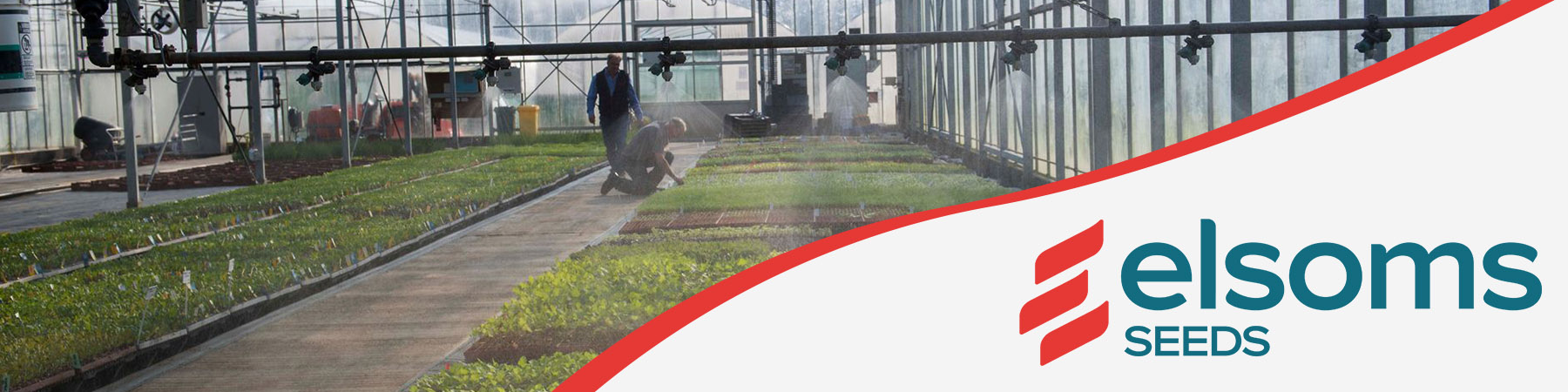 Elsoms Seeds